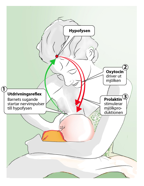 Vad si gör att bröstmjölksproduktionen kommer igång som hormoner och utdrivningsreflexen.