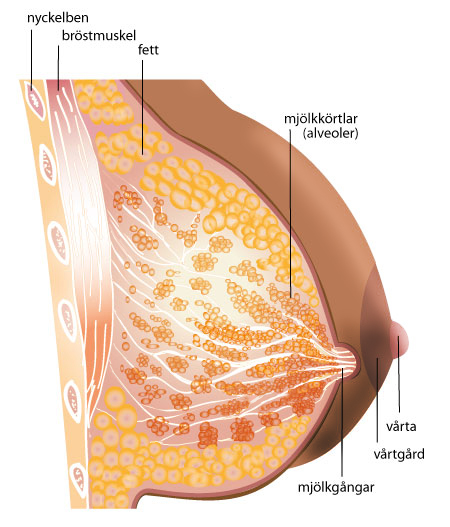 Bröstets olika delar, en anatomisk beskrivning. Illustration.