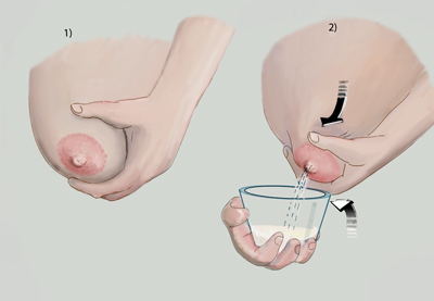 Bröst och illustration av rörelse hur man gör vid  handmjölkning. 