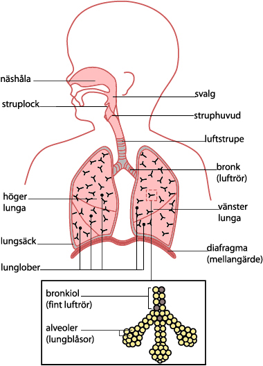 figur i genomskärning som visar lungorna och luftvägarna med förstoring av luftblåsorna, alveoler 