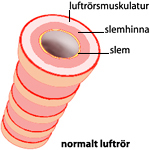 en illustrerad del av ett normalt luftrör