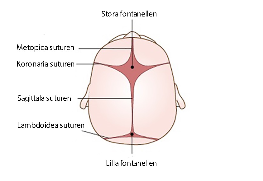 Skalle uppifrån, där man ser stora och lilla fontanellen, samt främre suturen, koronasuturen, sagittlasuturen, och lamdoidsuturen. Illustration.