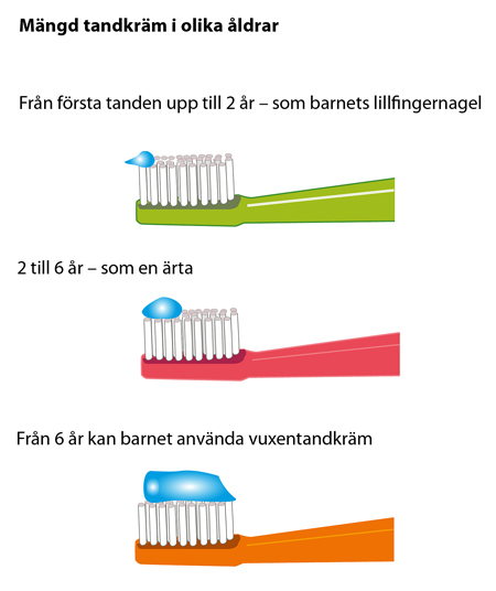 Hur stor mängd tandkräm man ska ha på tandborsten i olika åldrar