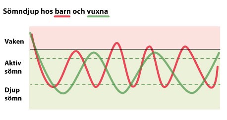 Bilden illustrerar hur barns och vuxnas sömndjup varierar och inte ligger i fas med varandra under natten. 